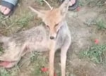 Андижанцы убили на камеру лисицу, обозвав её чупакаброй — видео (18+)