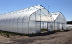 Теплицы в Ташкенте и столичной области начали переводить на газ