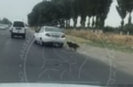 Живодер из Узбекистана привязал собаку к багажнику движущегося авто (видео)