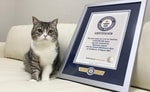 Японский кот из Японии попал в Книгу рекордов Гиннеса, узнайте за что
