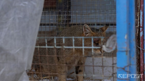 На фото: камышевый кот / Repost.uz.&nbsp;