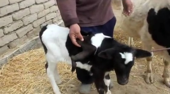 Фото: кадр из видео