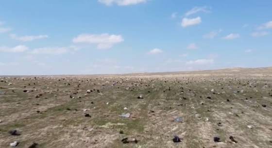 Фото: Скриншот из видео