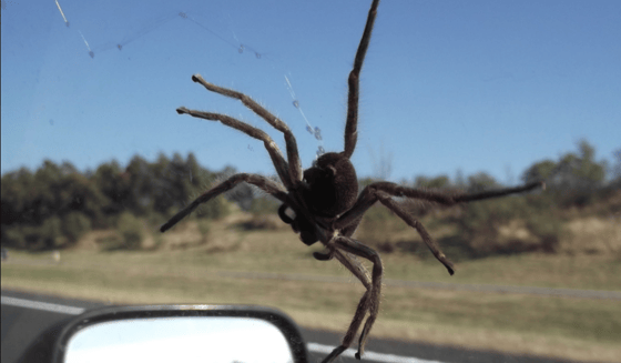 Фото:&nbsp;bumper.guru