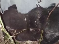 Фото: Кадр из видео