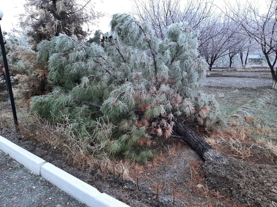 Фото:&nbsp;UzbMeteo