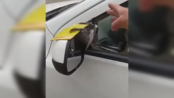 Кадр из видео