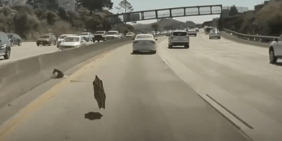 Кадр из видео