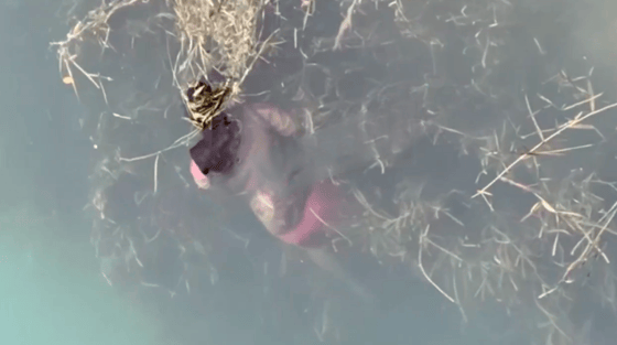 Кадр из видео