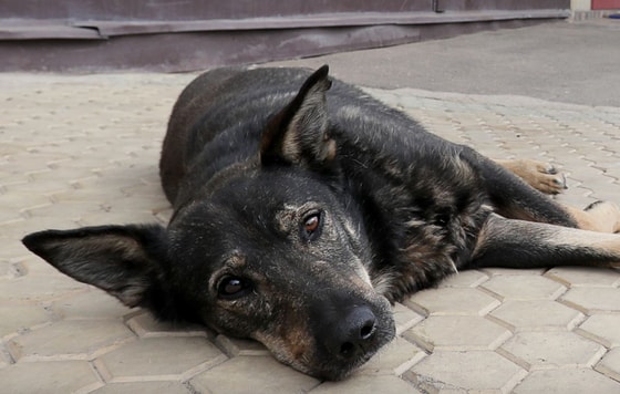 Фото: Известия