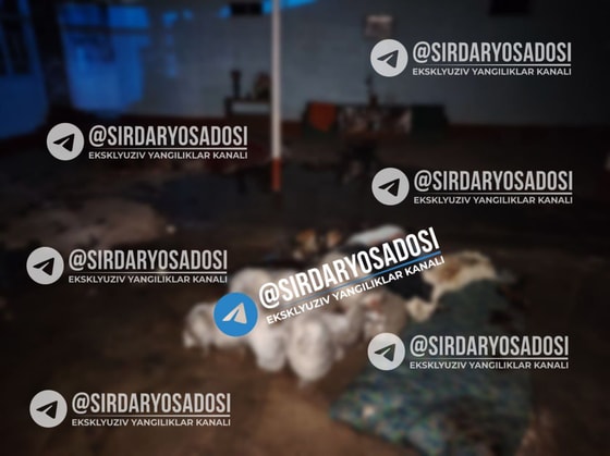 Фото: T.me/sirdaryosadosi