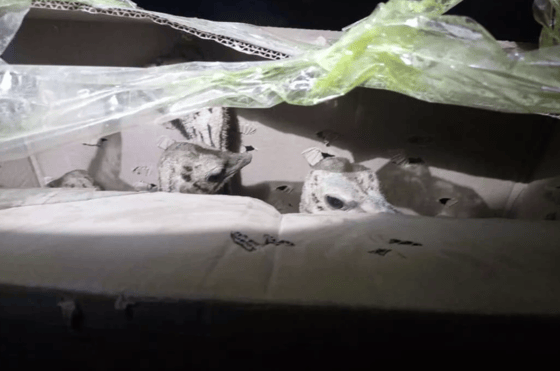 Фото: Sputnik Кыргызстан