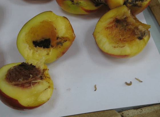 Фото:&nbsp;orenburg.kp.ru