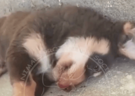 Кадр из видео