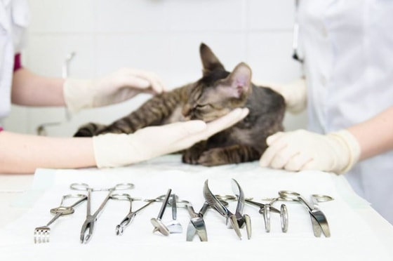 Фото: starvet.uz