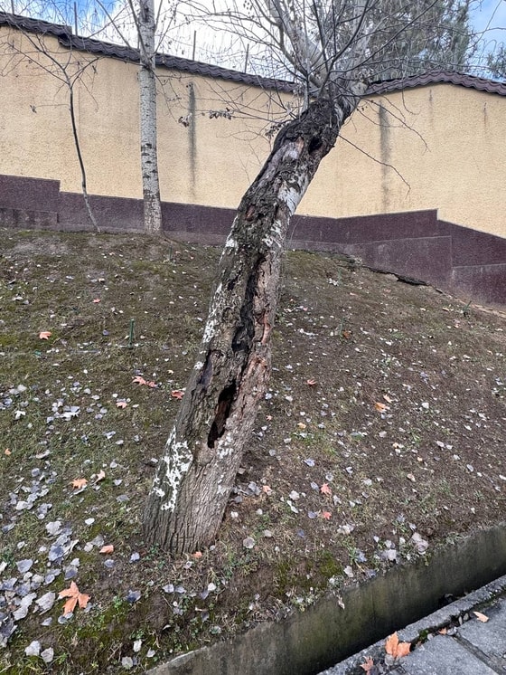 Фото: Управление экологии Ташкента