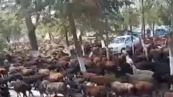 Фото: Скриншот из видео