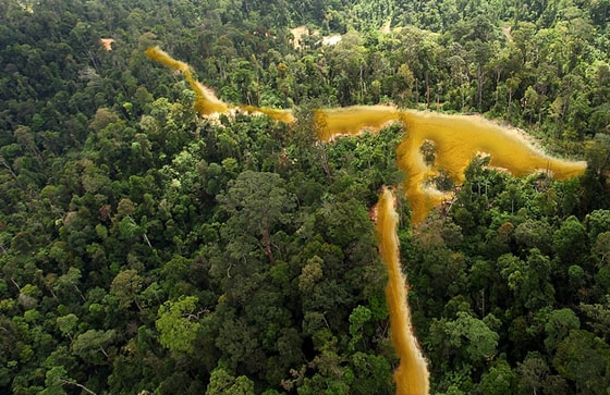 Фото:&nbsp;rainforest-rescue