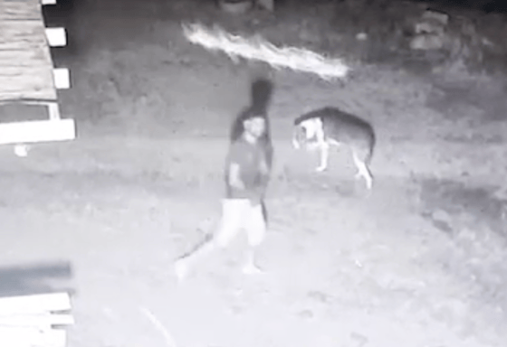 Кадр из видео