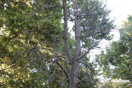 Фото: Пресс-служба хокимията Яккасарайского района