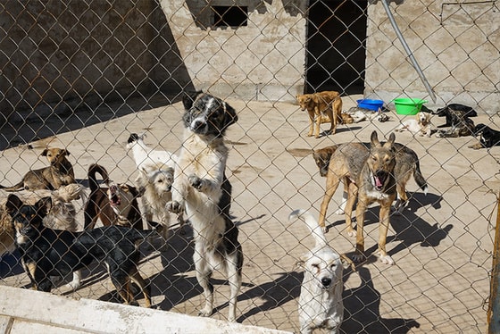 Фото:&nbsp;themag.uz