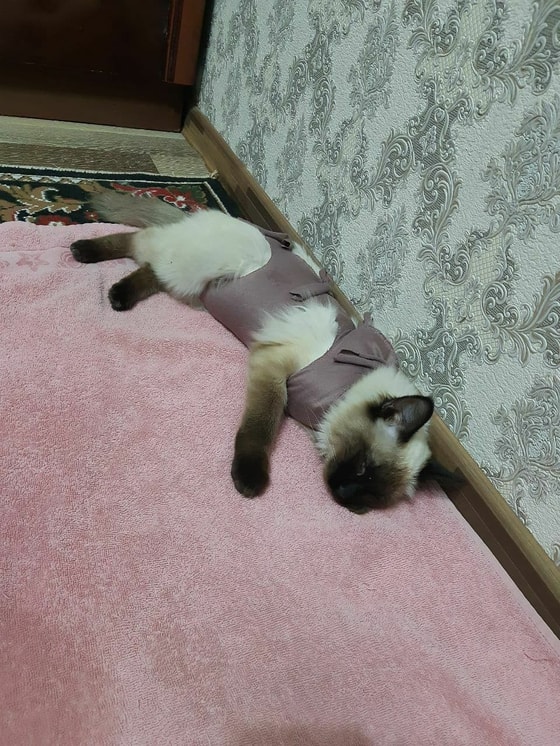 Фото: ОЗЖ Mehr va Oqibat