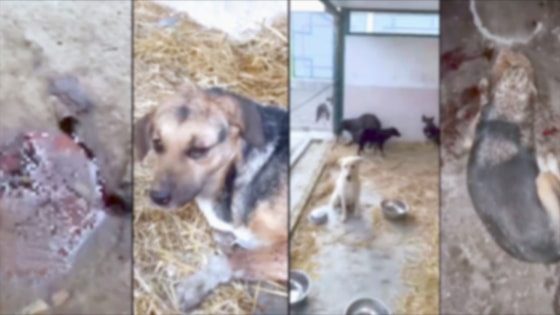 Фото: ГУВД Ташкентской области