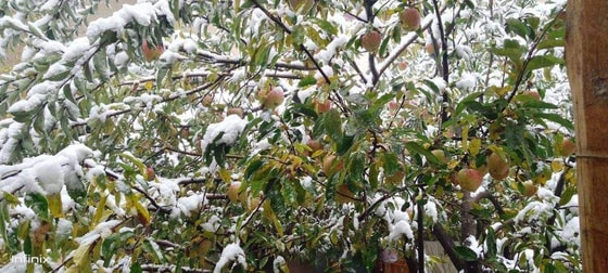 Фото: t.me/uzb_meteo