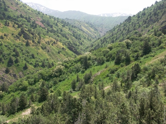 Фото: protey-wood.com