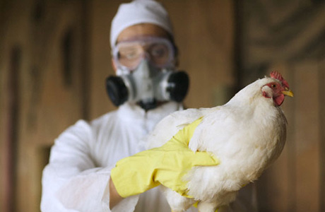В России впервые в мире человек заразился птичьим гриппом H5N8