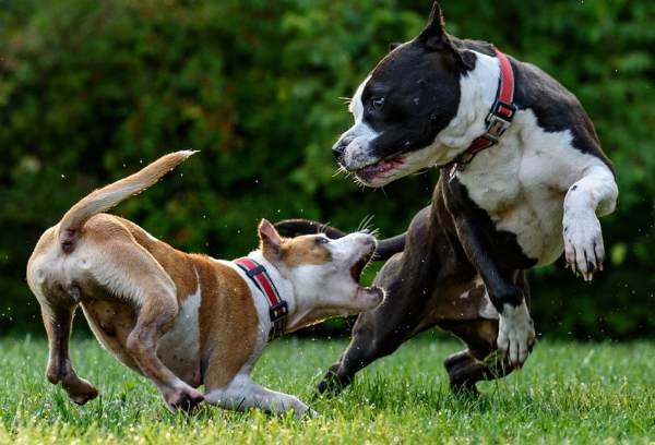 Первая помощь при укусе собаки