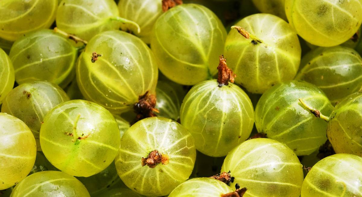 Диетолог назвала ягоду, снижающую риск возникновения сахарного диабета