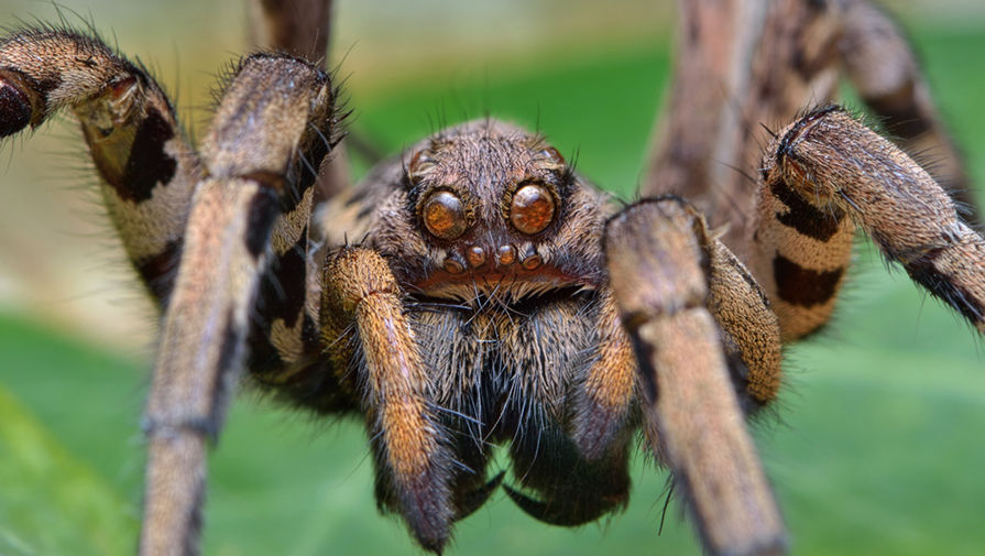 Учёные испытали яд опасного паука в лекарстве против инфаркта
