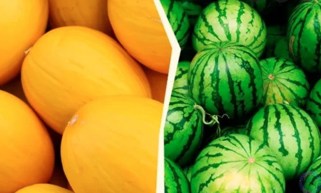 Диетолог сравнила пользу арбуза и дыни