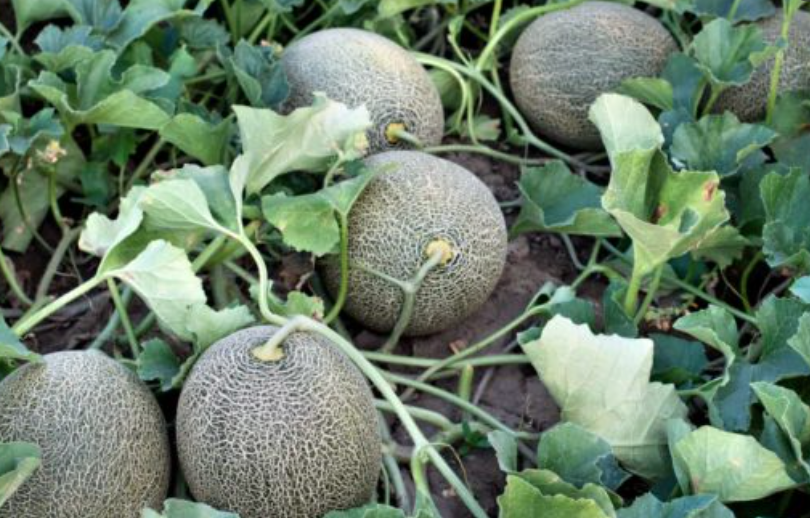 Как правильно выбрать дыню?