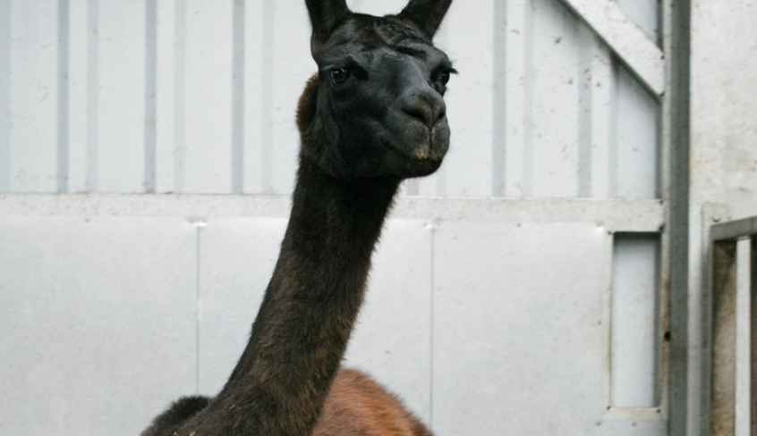 Ламы помогут в лечении коронавируса