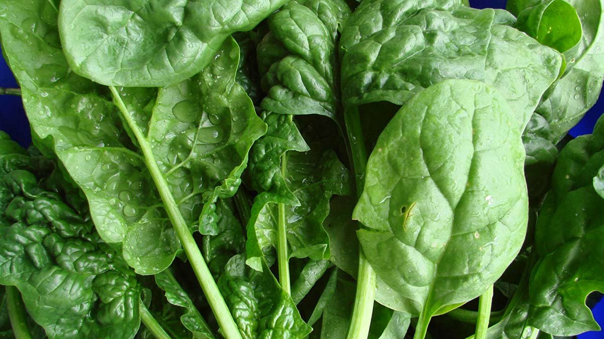 Какая зелень поможет предотвратить рак толстой кишки? – четвертое по распространенности онкологическое заболевание