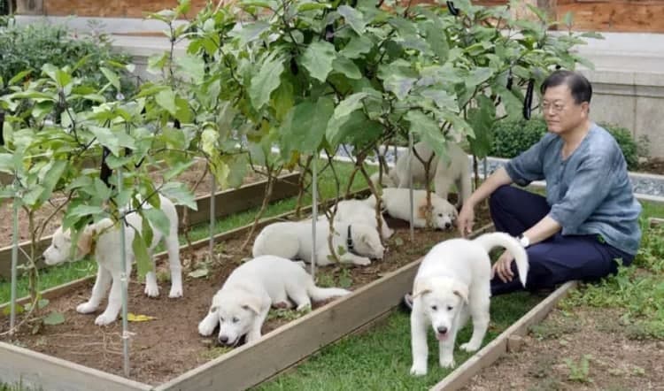 В Южной Корее могут запретить употребление мяса собаки