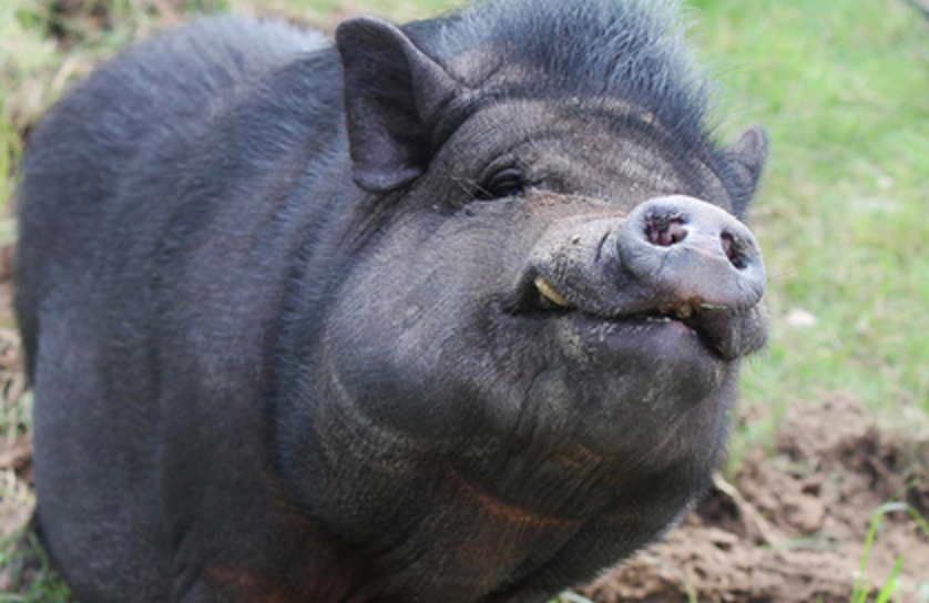 Впервые человеку пересадили почку свиньи — подробности