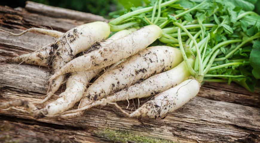 Лечебный овощ редька: читайте, кому стоит его есть, а кто должен полностью отказаться от этого продукта
