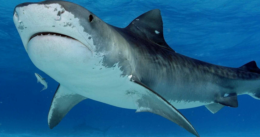 15-летняя девочка голыми руками отбилась от акулы, но все же получила ранение — фото