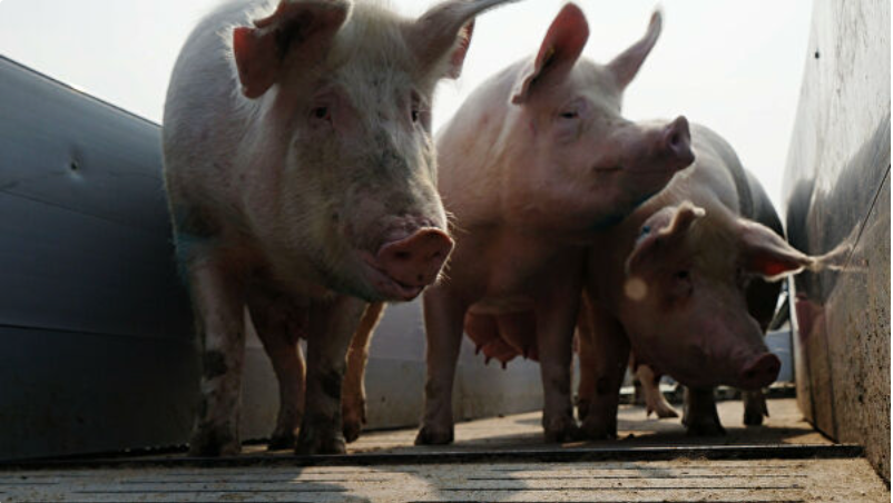 Человеку впервые пересадили сердце животного — операция прошла успешно