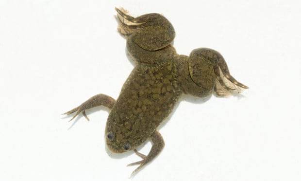 Ученые смогли отрастить лягушкам их ампутированные лапы