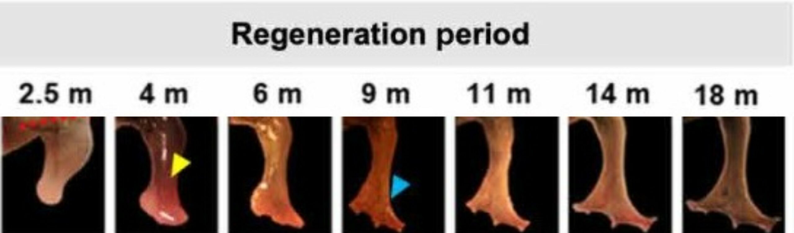 Фото: Журнал НОЖ