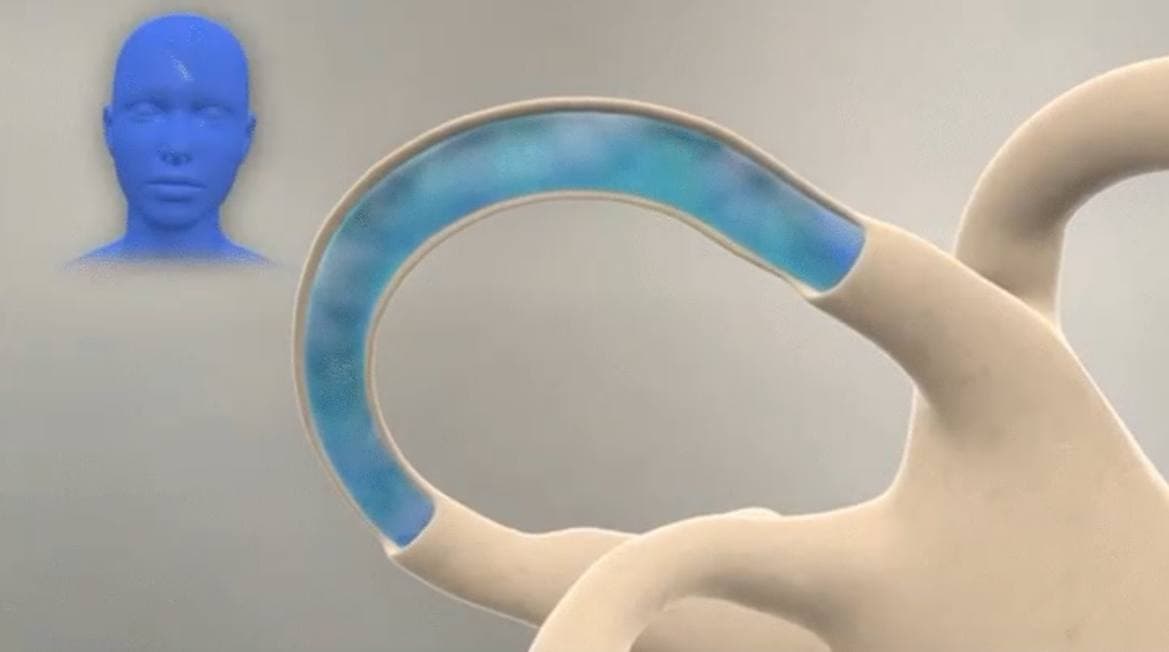 Какую роль играют уши в поддержании равновесия