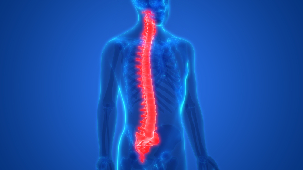 Ученые вырастили спинной мозг в пробирке – это дает шанс парализованным людям