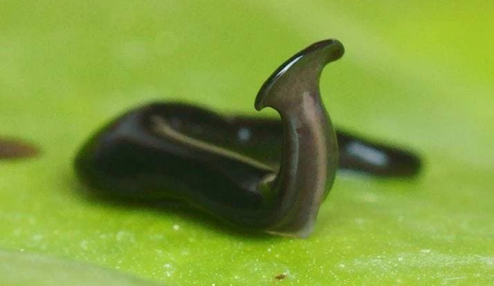 Ученые захотели почтить память умерших во время пандемии и назвали нового червя Covidium