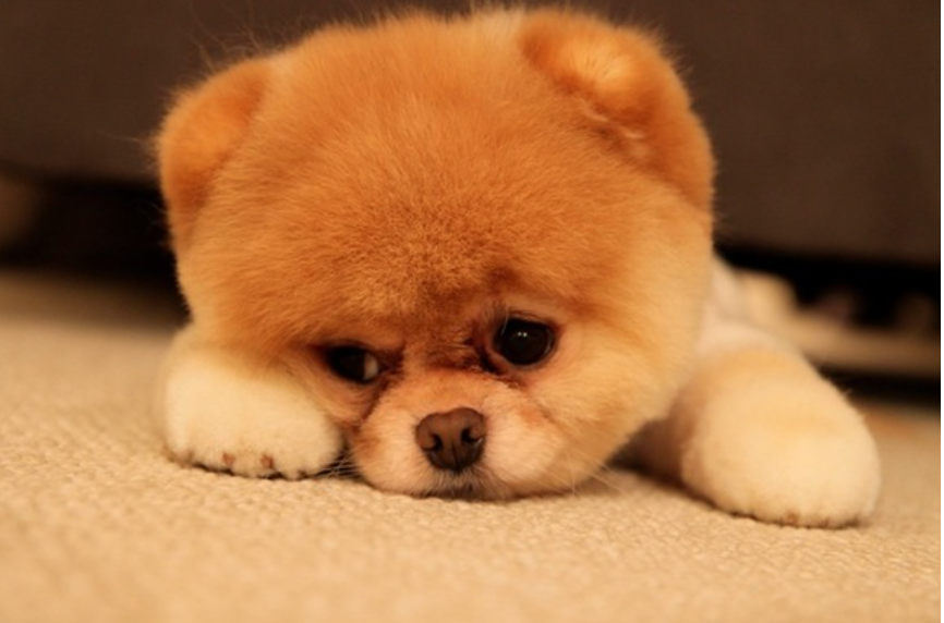 Ученые рассказали, в чем польза домашних животных для здоровья стариков