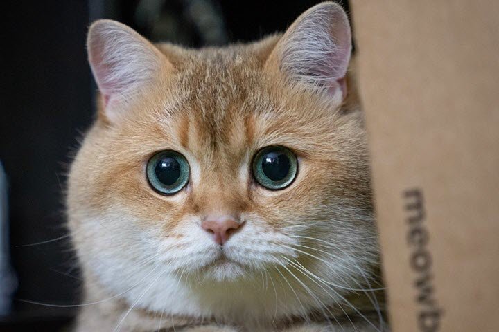 Девушка решила клонировать умершего кота и удивилась полученному результату — подробности