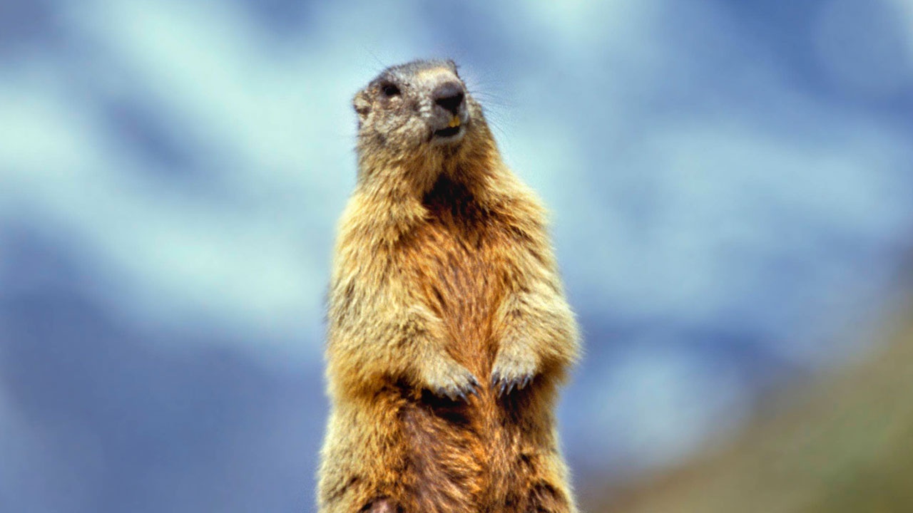 Ученые рассказали, как замедлить старение — способ они «подсмотрели» у сурков